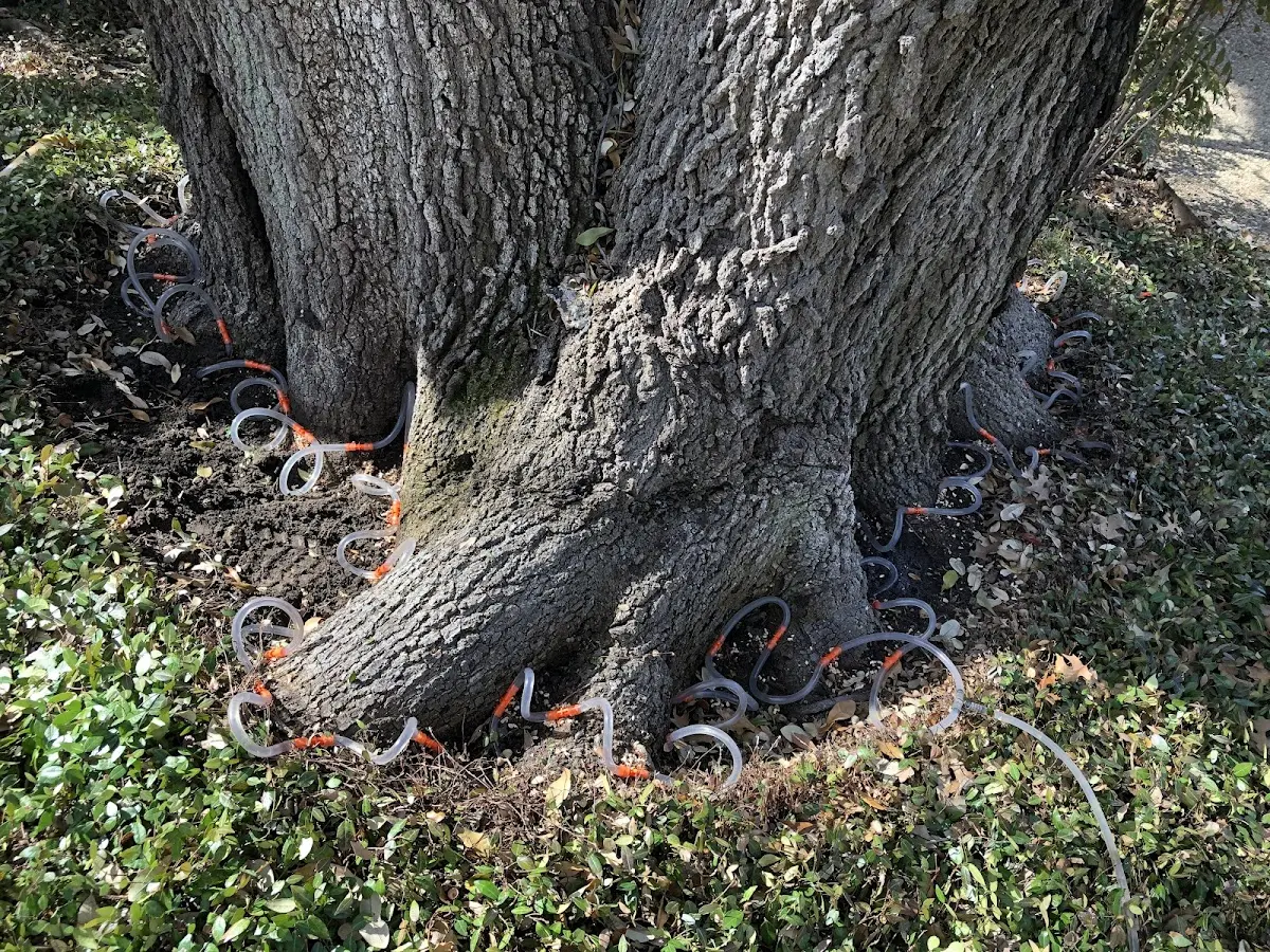 Detailed Tree Cabling and Bracing job site in Terra Alta