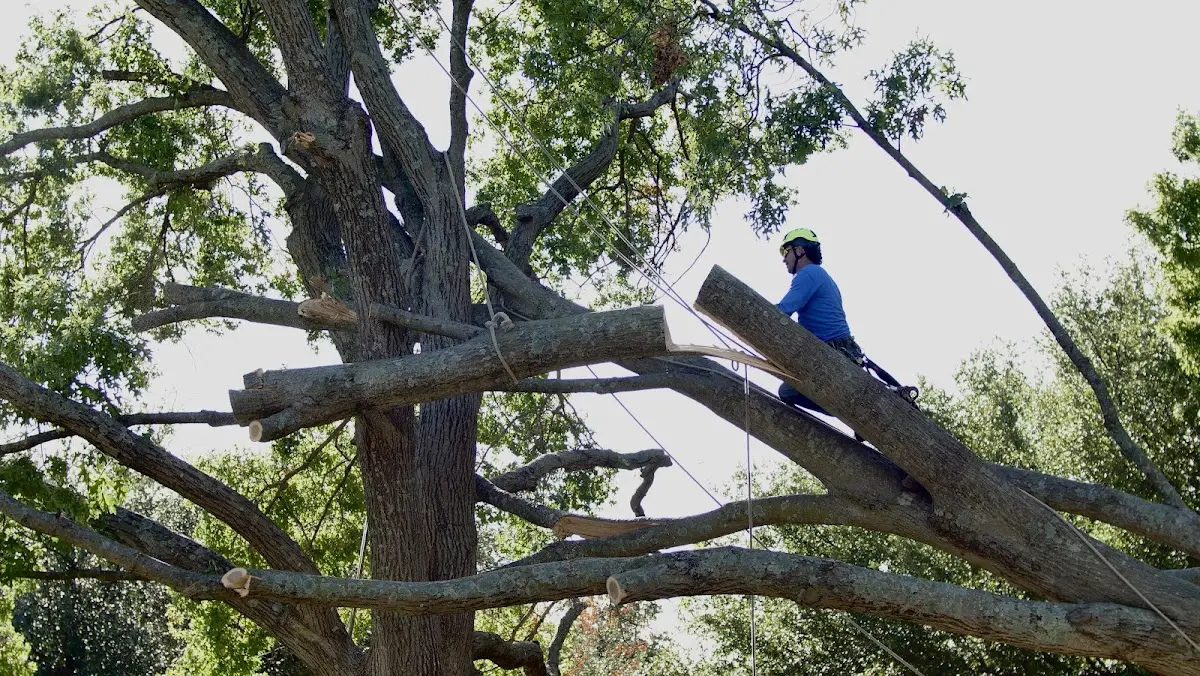 Professional Crown Thinning performed by certified arborists in Terra Alta