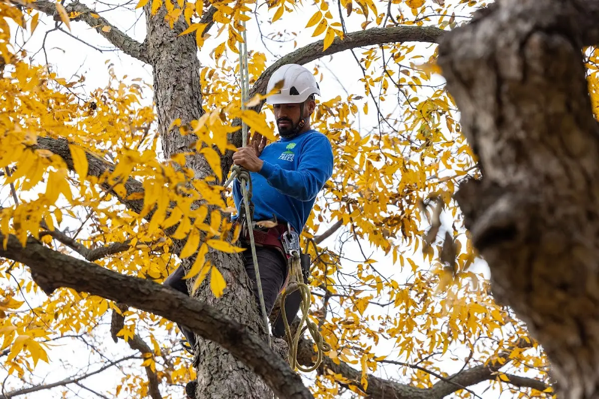 Skilled Tree Pruning crew working in Terra Alta