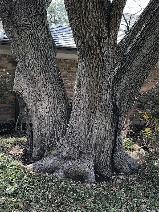 Mature heritage tree close to a Terra Alta property cared for by certified arborists